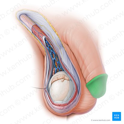 Glande do pênis (Glans penis); Imagem: Paul Kim