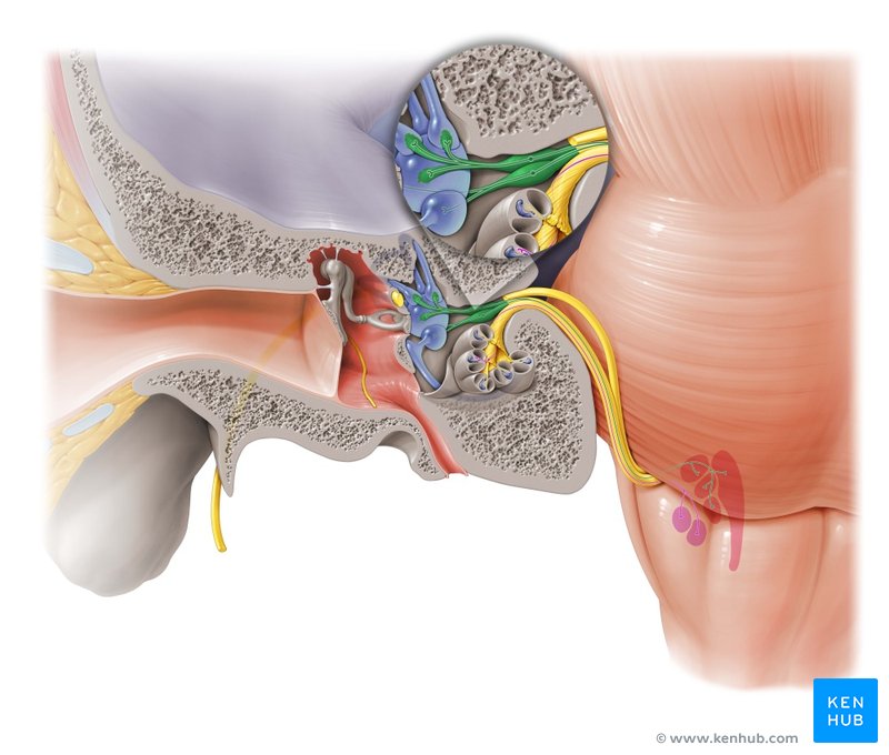 Vestibular nerve - ventral view