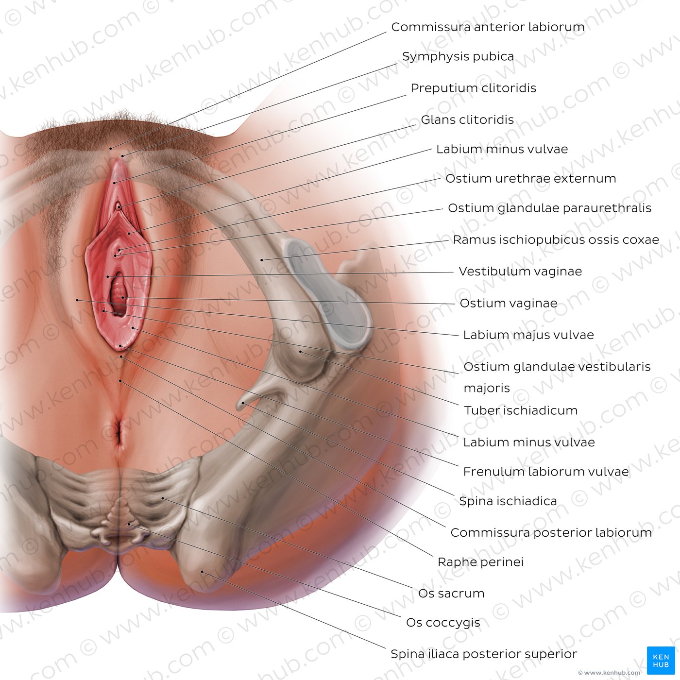 Das weibliche Perineum