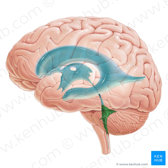 Fourth ventricle (Ventriculus quartus); Image: Paul Kim