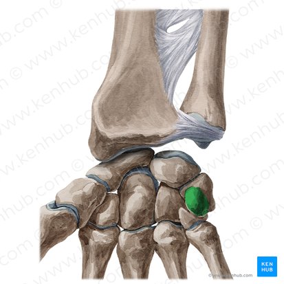 Pisiform bone (Os pisiforme); Image: Yousun Koh