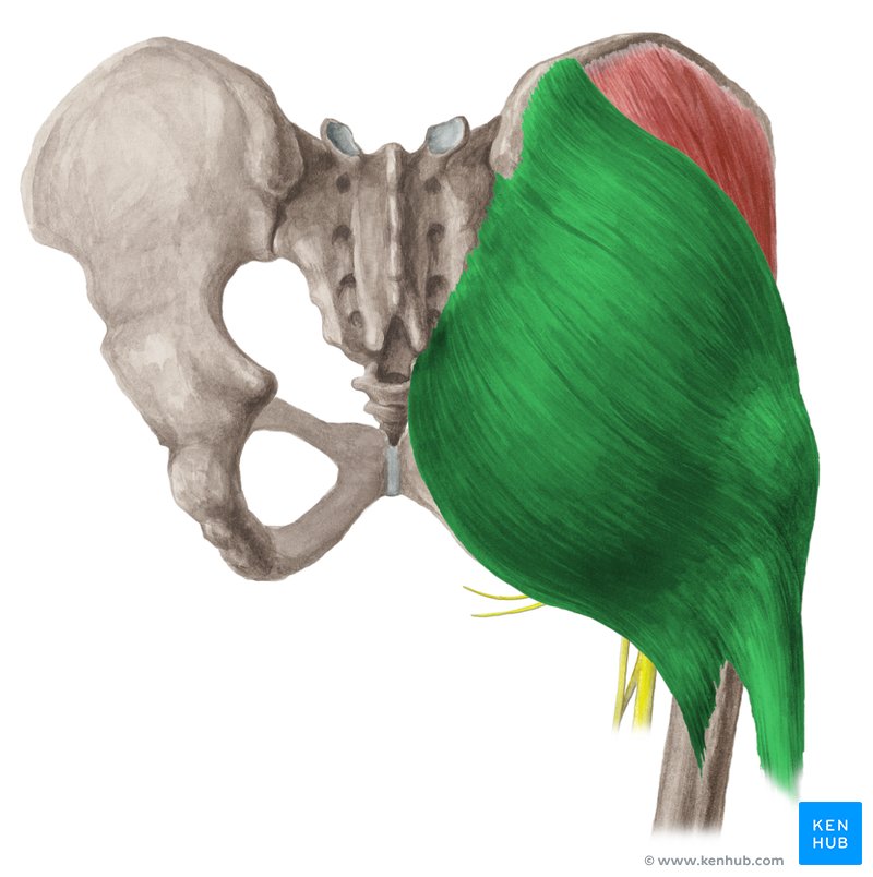 Músculo glúteo máximo (verde) - vista posterior