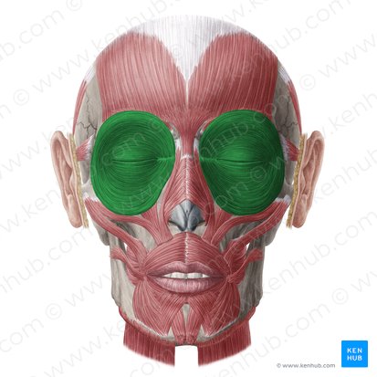 Músculos orbiculares dos olhos (Musculus orbicularis oculi); Imagem: Yousun Koh