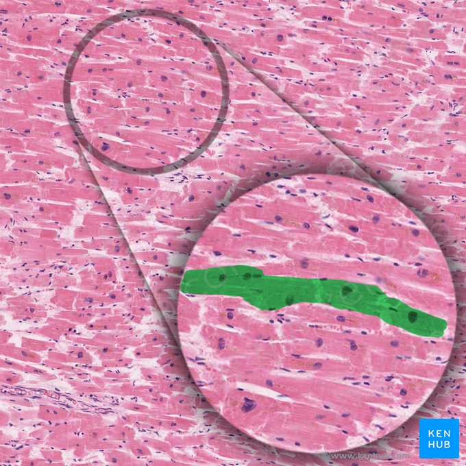 Cardiac muscle fiber (Cardiomyofibra); Image: 