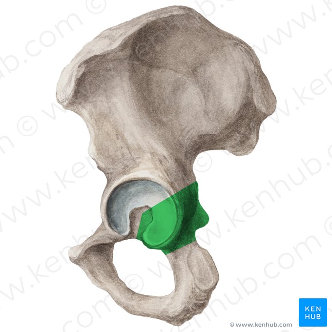 Cuerpo del isquion (Corpus ossis ischii); Imagen: Liene Znotina