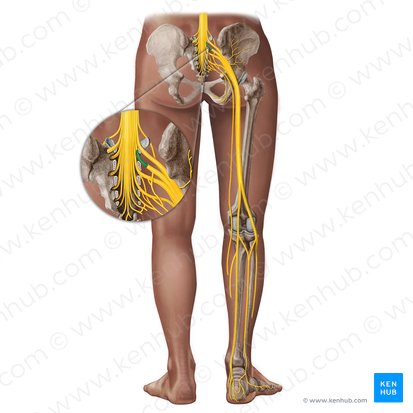 Nervio espinal S1 (Nervus spinalis S1); Imagen: Irina Münstermann