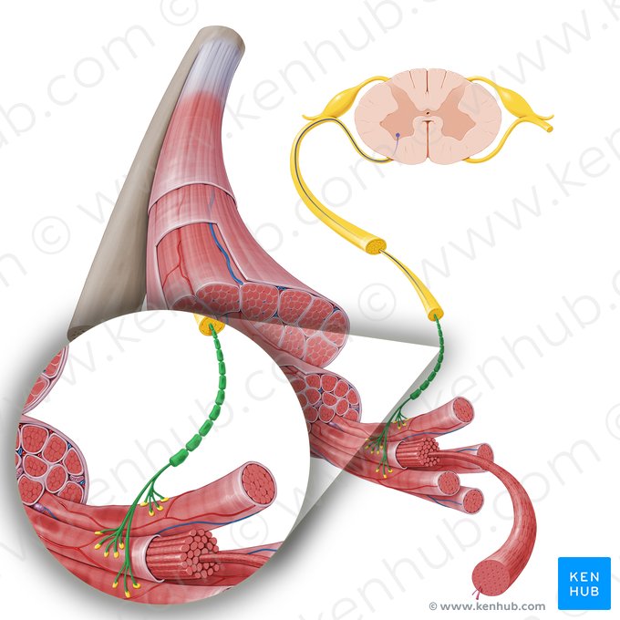 Axônio do neurônio motor (Axon motoneuri); Imagem: Paul Kim