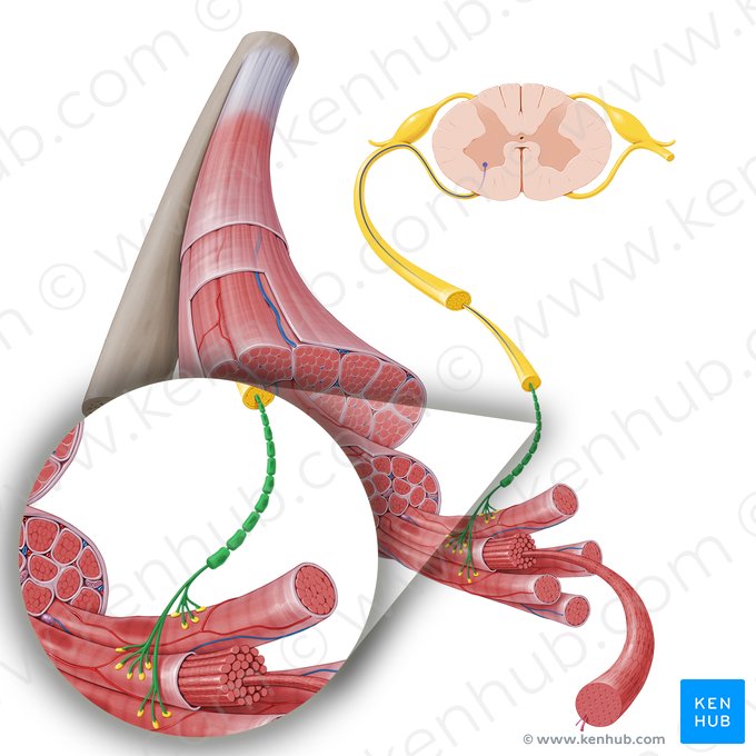 Axón de la neurona motora (Axon motoneuronis); Imagen: Paul Kim