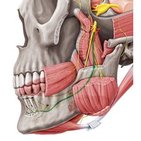 Inferior alveolar nerve