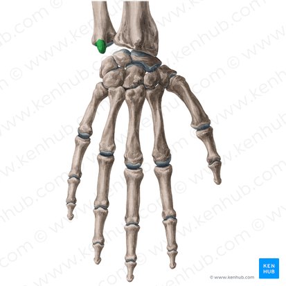 Proceso estiloides de la ulna (Processus styloideus ulnae); Imagen: Yousun Koh