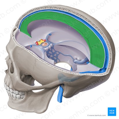 Cerebral falx (Falx cerebri); Image: Paul Kim