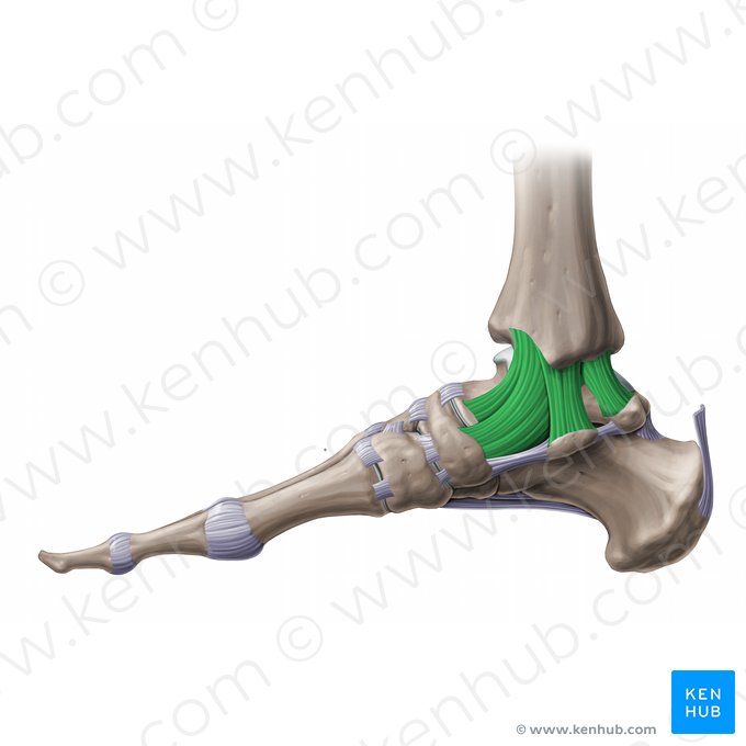 Ligamentum collaterale mediale tali (Inneres Kollateralband des Sprungbeins); Bild: Paul Kim