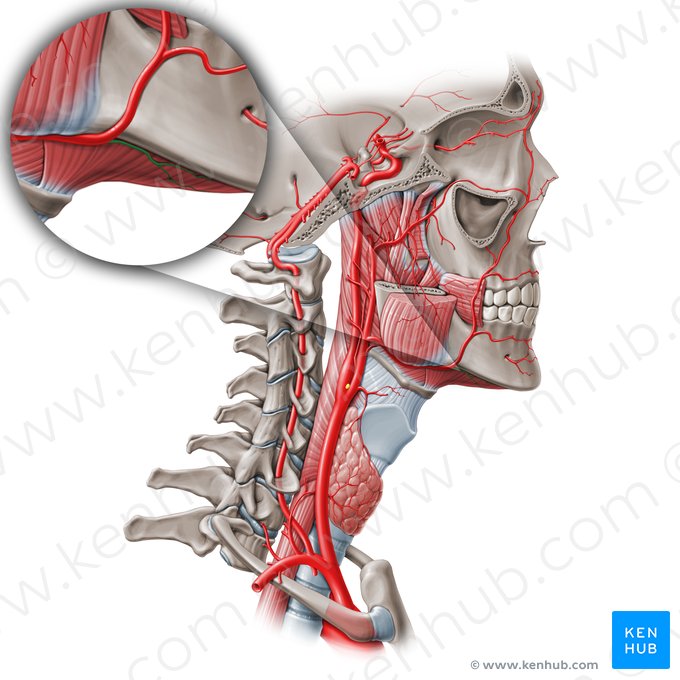 Artéria submentual (Arteria submentalis); Imagem: Paul Kim