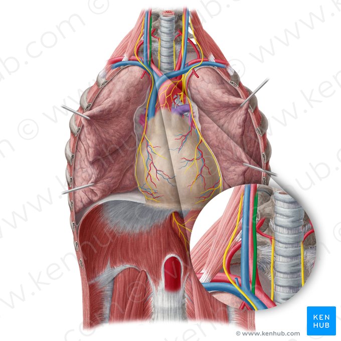 Nervo vago direito (Nervus vagus dexter); Imagem: Yousun Koh