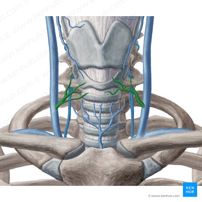 Vena thyroidea media (Mittlere Schilddrüsenvene); Bild: Yousun Koh