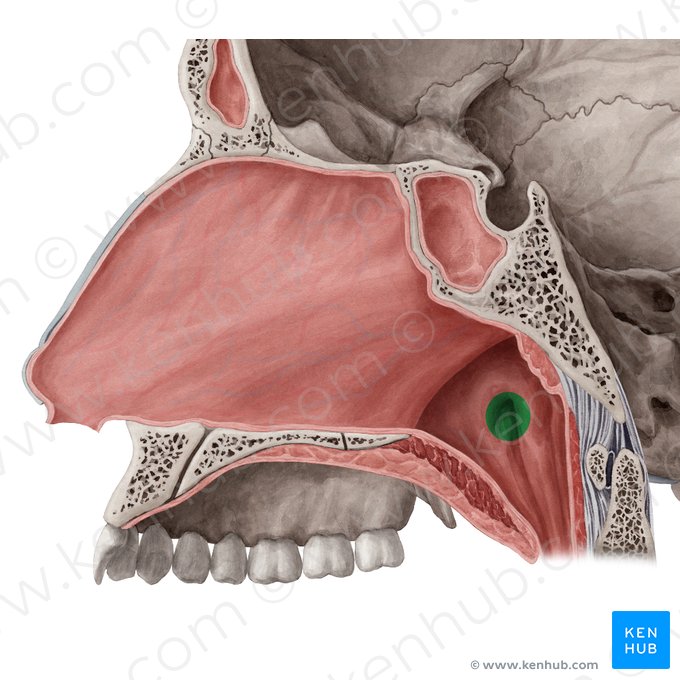 Pharyngeal opening of auditory tube (Ostium pharyngeum tubae auditivae); Image: Yousun Koh