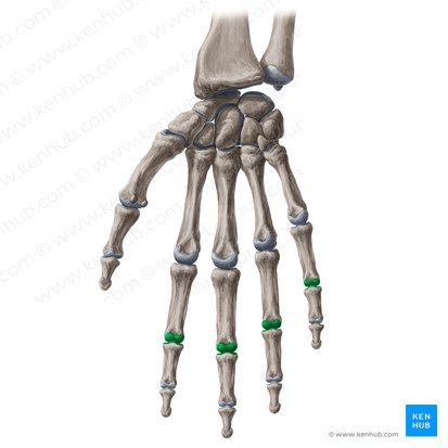 Articulações interfalângicas proximais do 2.º-5.º dedos da mão (Articulationes interphalangeae proximales digitorum manus 2-5); Imagem: Yousun Koh