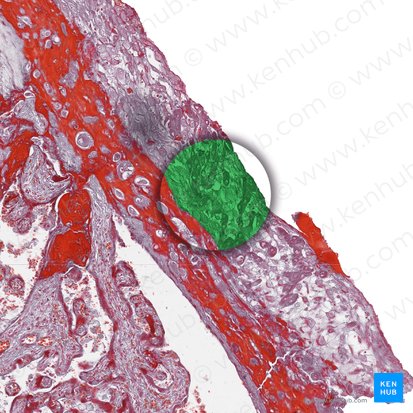 Corion (Chorion); Imagen: 