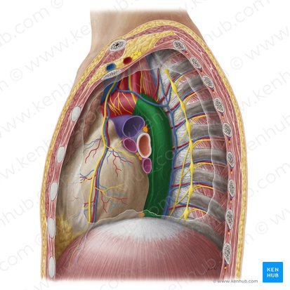 Descending thoracic aorta (Aorta thoracica descendens); Image: Yousun Koh