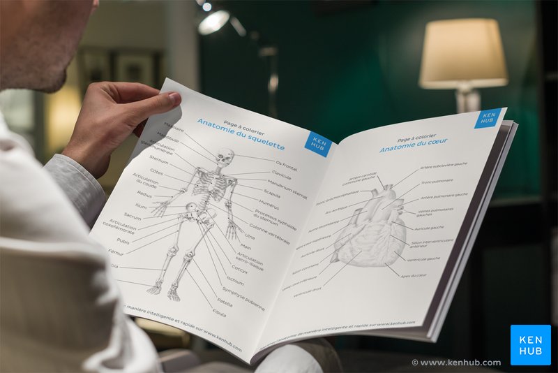 Livre d’Anatomie à Colorier de Kenhub – téléchargement gratuit