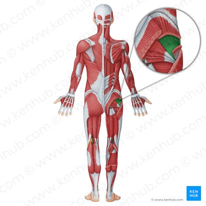 Gluteus minimus muscle (Musculus gluteus minimus); Image: Irina Münstermann