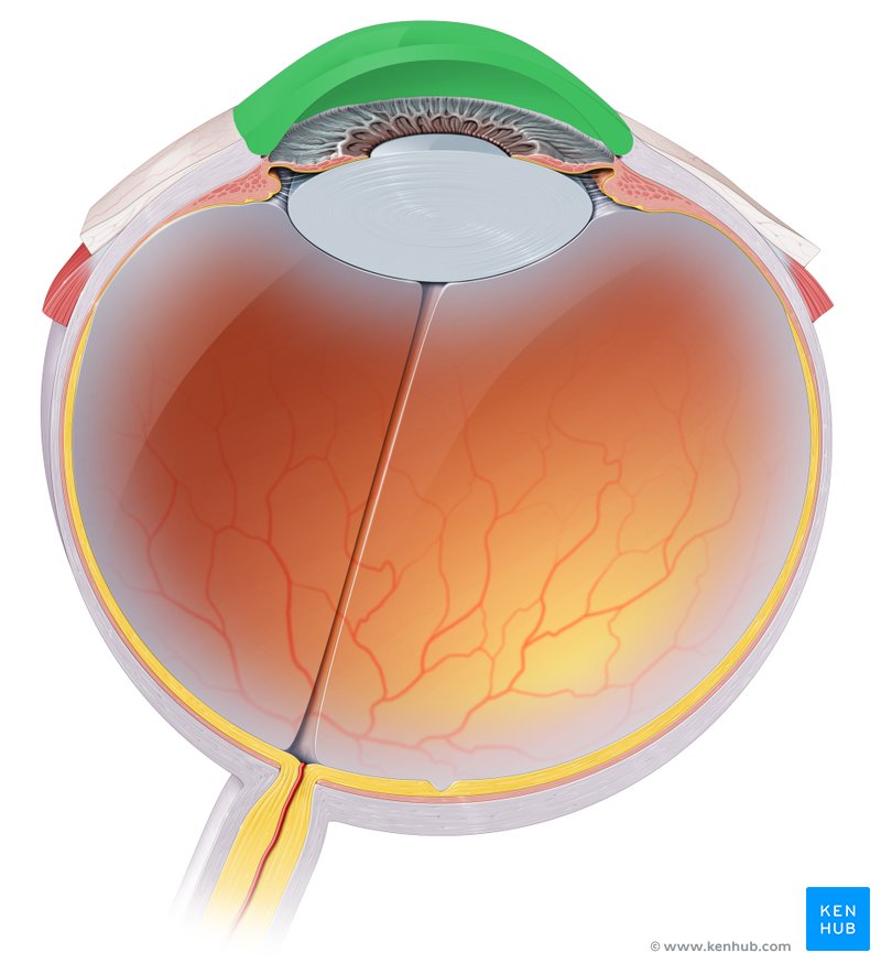 Cornea anatomy top