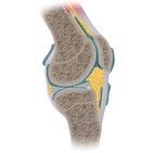 Articulación de la rodilla 