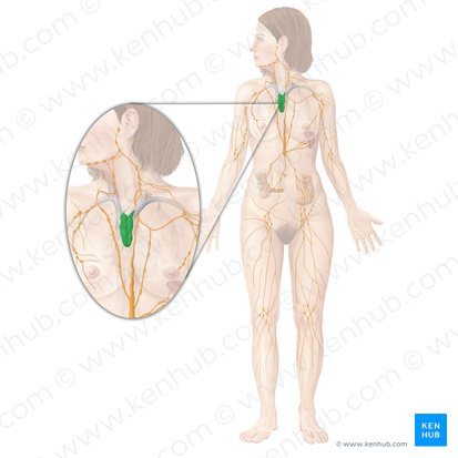 Thymus; Image: Begoña Rodriguez