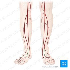 Dorsalis pedis artery: Anatomy, branches, supply | Kenhub