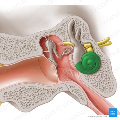 Cóclea (Cochlea); Imagem: Paul Kim