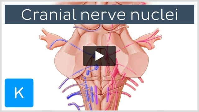 Mandibular nerve (CN V3), Encyclopedia, , Learn anatomy