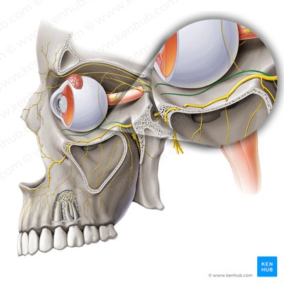 Zygomatic nerve (Nervus zygomaticus); Image: Paul Kim