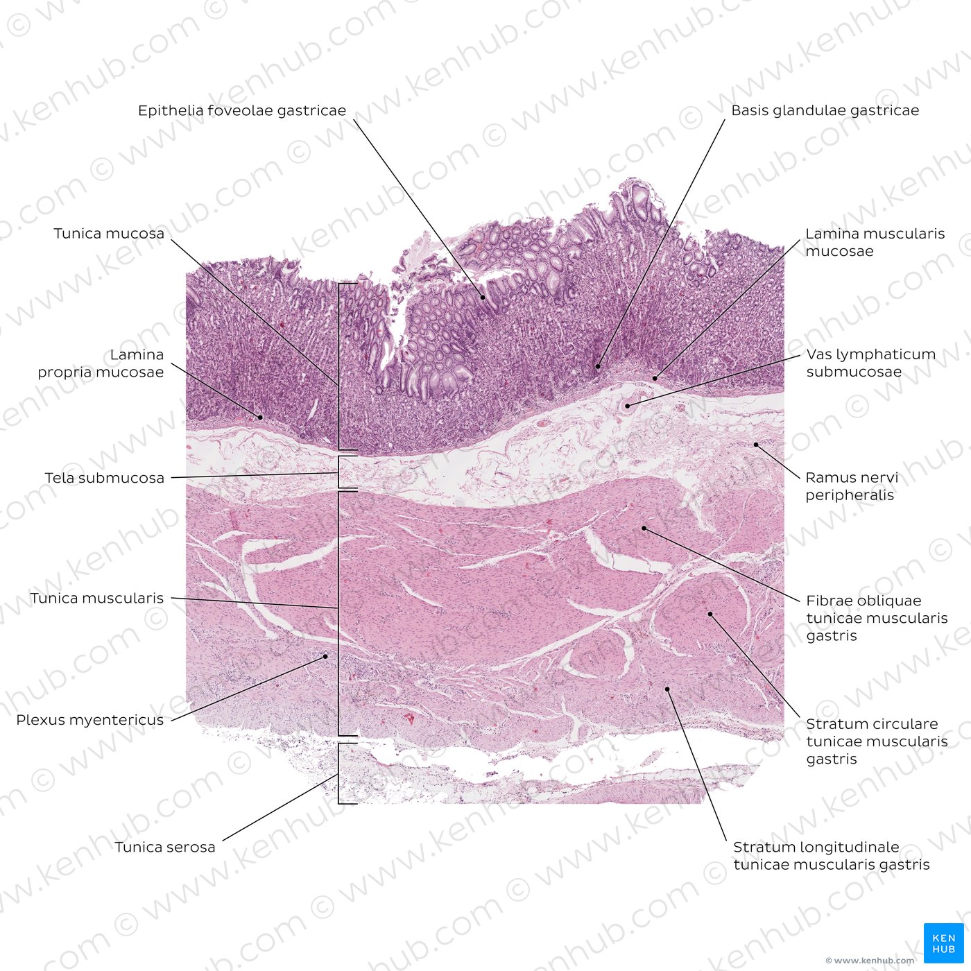 Histologie des Magens