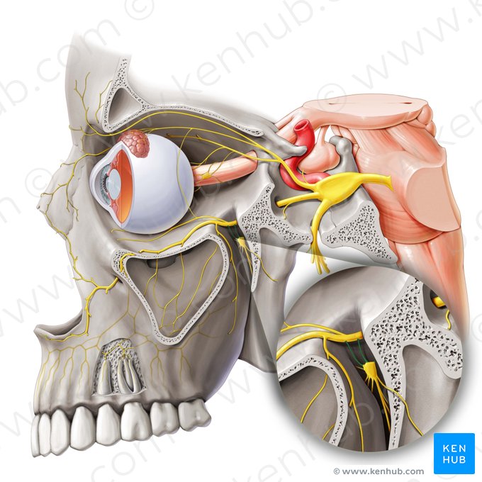 Ramos do nervo maxilar para o gânglio pterigopalatino (Rami ganglionici pterygopalatini nervi maxillaris); Imagem: Paul Kim