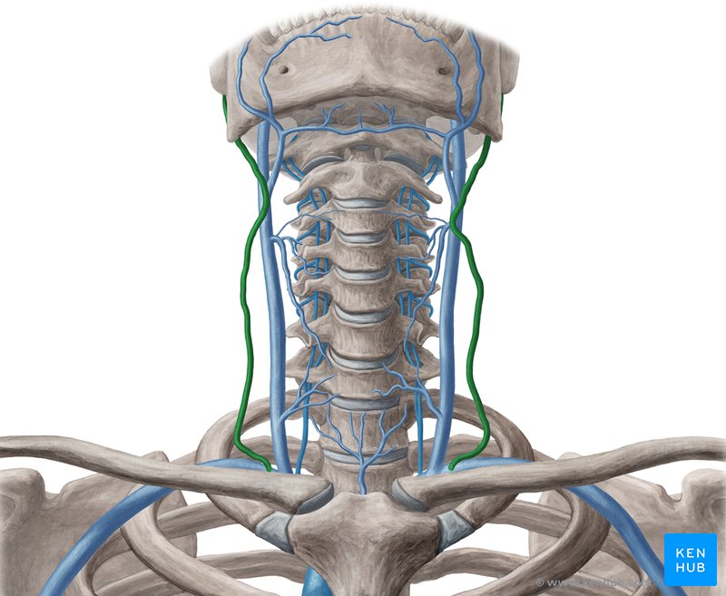 Vena Jugularis Externa Anatomie Verlauf Und Klinik Kenhub