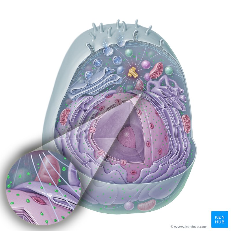 Ribosome