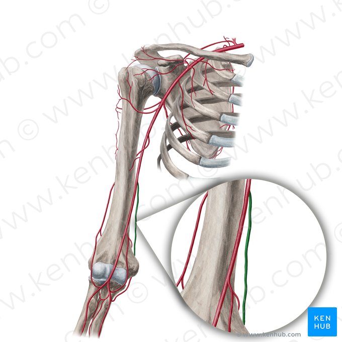 Arteria colateral ulnar superior (Arteria collateralis ulnaris superior); Imagen: Yousun Koh