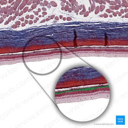 Layer of rods and cones (Stratum bacillorum conorumque); Image: 