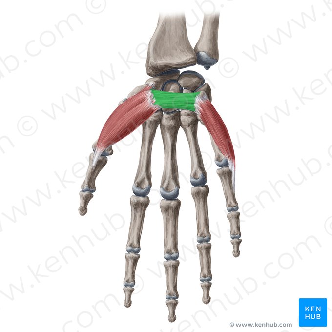 Flexor retinaculum of wrist (Retinaculum flexorum carpi); Image: Yousun Koh