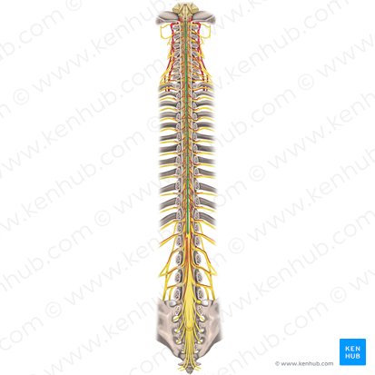 Sulco mediano posterior da medula espinal (Sulcus medianus posterior medullae spinalis); Imagem: Rebecca Betts