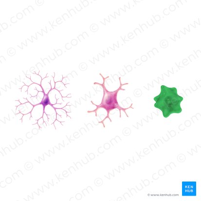 Ameboid (phagocytic) microglia; Image: Paul Kim
