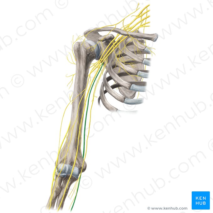 Ulnar nerve (Nervus ulnaris); Image: Yousun Koh