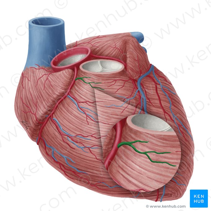 Rama del cono arterioso de la arteria coronaria derecha (Ramus coni arteriosi arteriae coronariae dextrae); Imagen: Yousun Koh