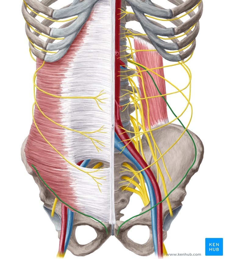Ilioinguinal nerve: Anatomy, function and injury | Kenhub