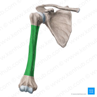 Body of humerus (Corpus humeri); Image: Yousun Koh