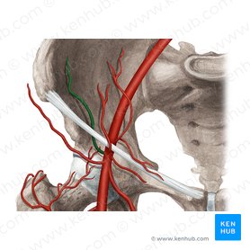 Deep circumflex iliac artery (Arteria circumflexa iliaca profunda); Image: Rebecca Betts