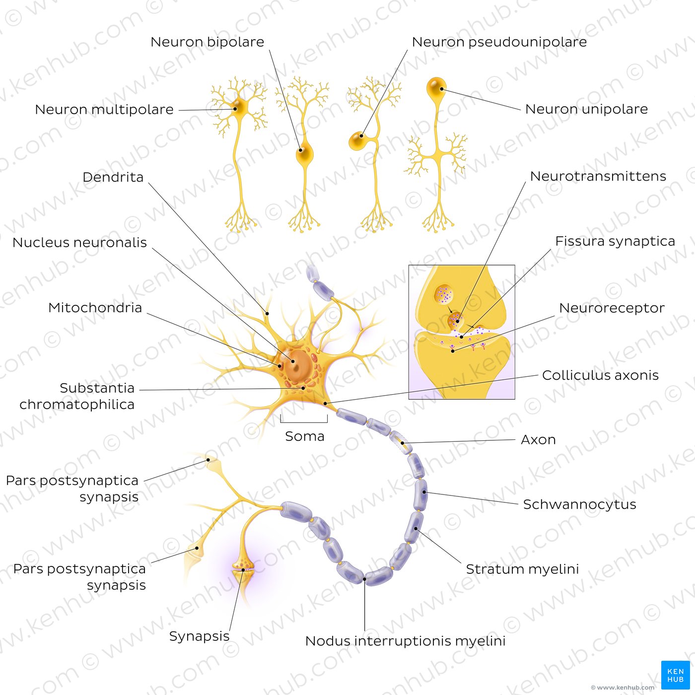 Neurone: Struktur und verschiedene Nervenzellarten