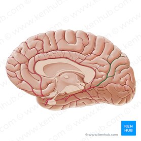 Ramo parieto-occipital da artéria occipital medial (Ramus parietooccipitalis arteriae occipitalis medialis); Imagem: Paul Kim