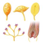 Sentidos somáticos mecanorreceptores