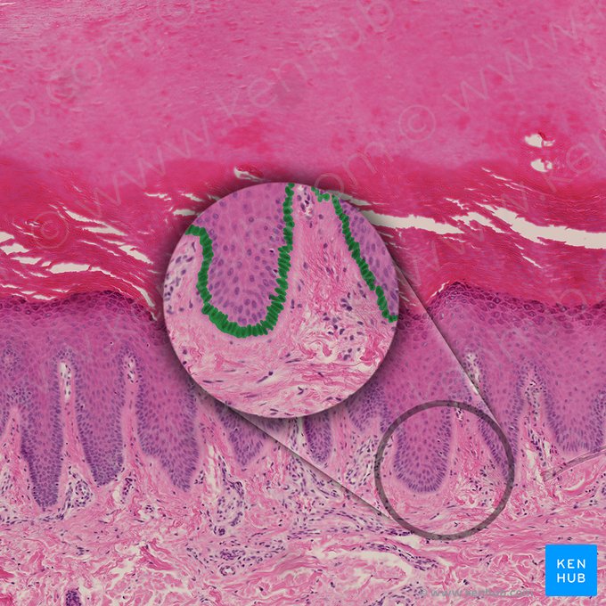 Células basais epidérmicas (Cellula basalis epidermalis); Imagem: 